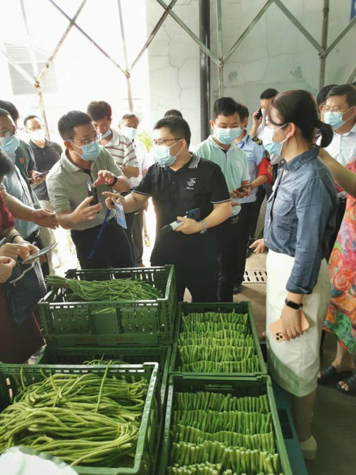 柳州農投集團構建豇豆質量溯源體系，筑牢農產品安全防線